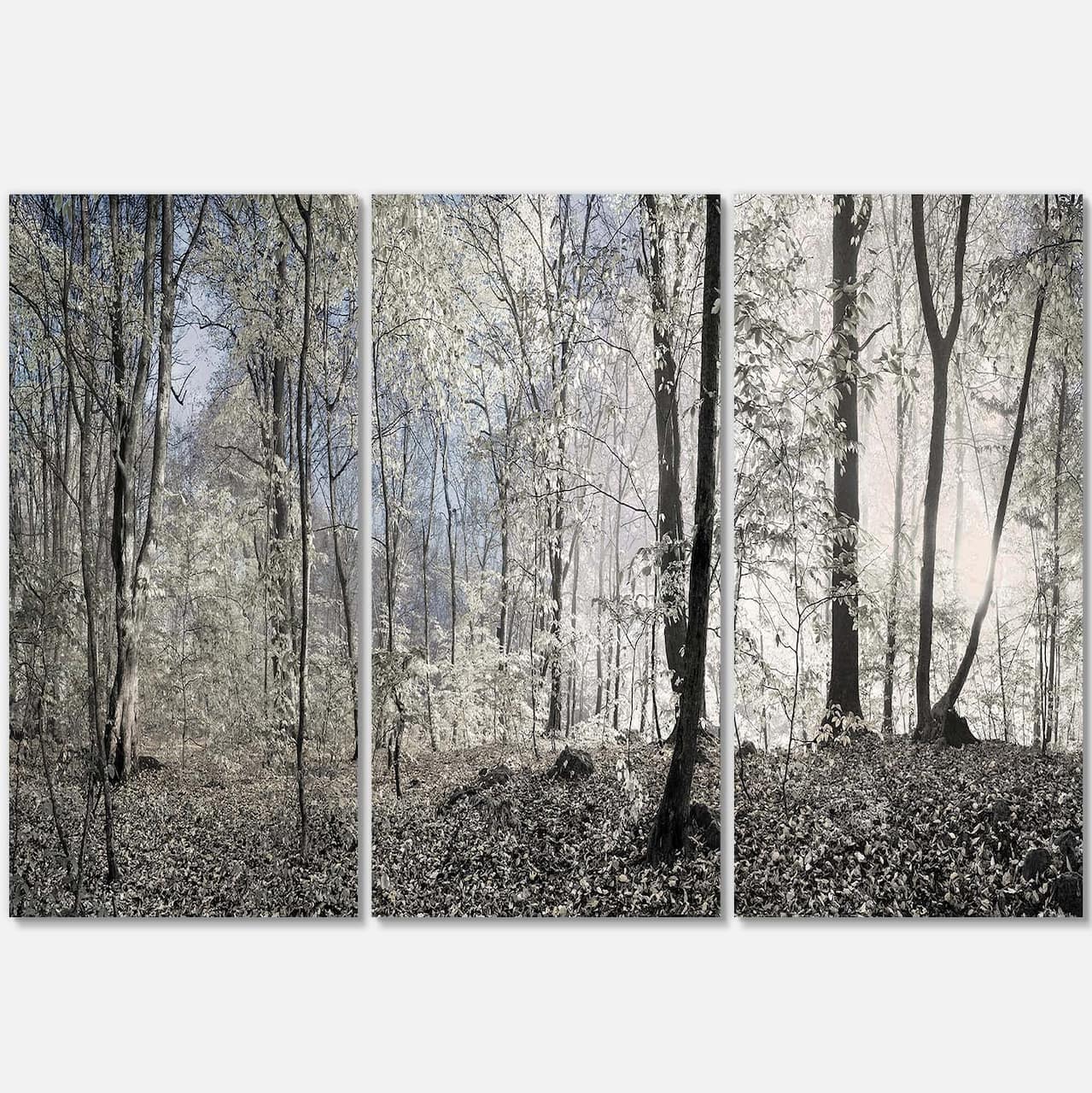 Designart - Dark Morning in Forest Panorama - Landscape Canvas Art Print